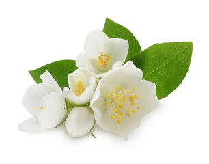 Obraz premium Beautiful flowers of jasmine plant with leaves on white background