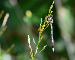 damsel fly resting on grasses