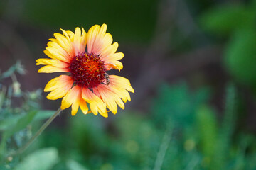 Flower with a Bee on it Sun Valley Idaho