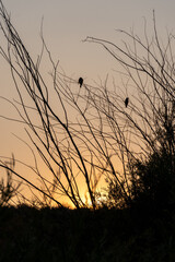 Two Birds Silhouetted In a tree in Sun Valley Idaho with sunset behind them.