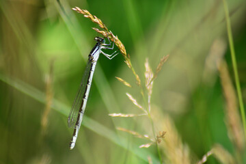 damsel fly resting on grasses