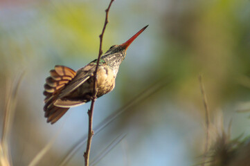 Colibrí sobre una rama © Edivier