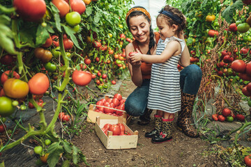 Kid and mother harvesting tomato.