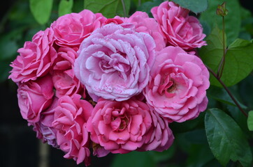 Bunch of  Pink Roses