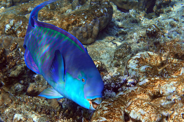 Red Sea Steephead Parrotfish (Chlorurus gibbus) 