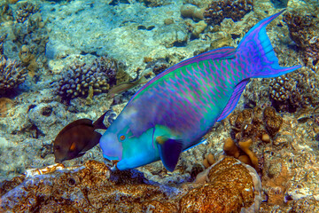 Red Sea Steephead Parrotfish (Chlorurus gibbus) 