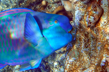 Red Sea Steephead Parrotfish (Chlorurus gibbus) 