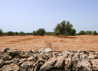 vista di un campo riarso sotto il sole della sicilia in estate