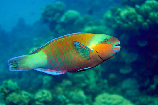 Greenbelly parrotfish - Scarus falcipinnis, Red sea Egypt