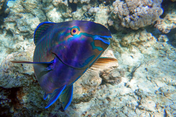 Greenbelly parrotfish - Scarus falcipinnis, Red sea Egypt