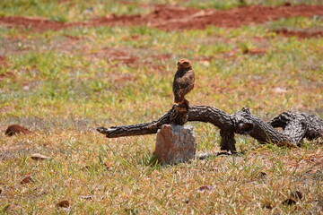 coruja-buraqueira