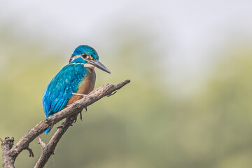 Common Kingfisher looking at you