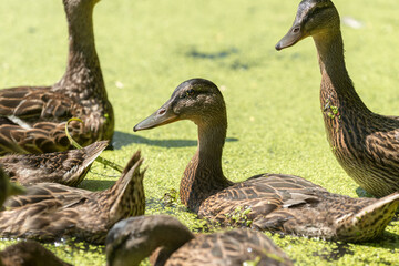 young mallard ducks foraging for plant material in a shallow pond covered with floating macroscopic plants or duckweeds (lemna)