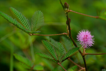 Close up pink flower of Mimosa pudica with green leaf background