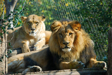 Ein Löwenpaar liegt friedlich in der Sonne.