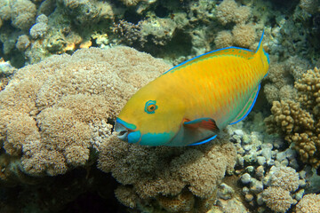 Yellow parrotfish next  to corals ,Red Sea