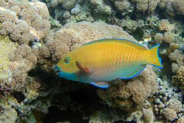 Fototapeta na wymiar Yellow parrotfish next to corals ,Red Sea
