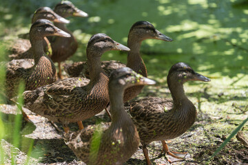 ducks on alert - maturing young mallard ducks all facing the same direction