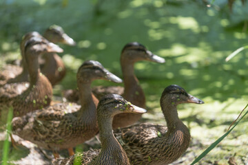 ducks on alert - maturing young mallard ducks all facing the same direction