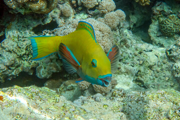 Fototapeta na wymiar Yellow parrotfish next to corals ,Red Sea