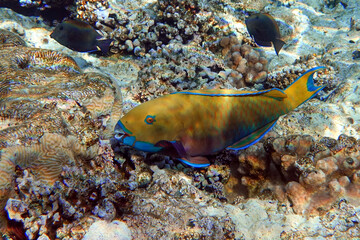 Yellow parrotfish next  to corals ,Red Sea
