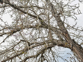 tree in the sky
