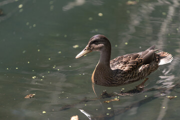duck in the water