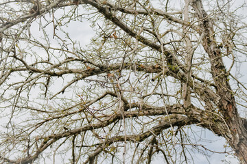 branches against blue sky