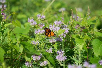 monarch butterfly on wild bergamot or Bee Balm (Monarda fistulosa)