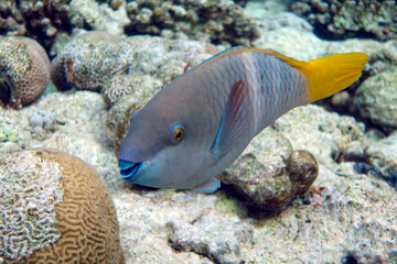 Fototapeta na wymiar Greenbelly parrotfish - Scarus falcipinnis, Red sea Egypt