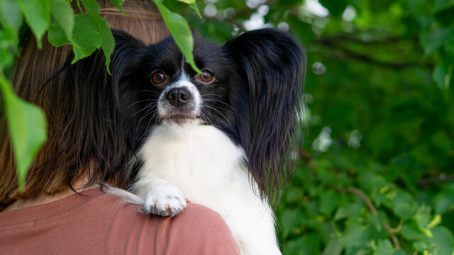 chihuahua dog portrait