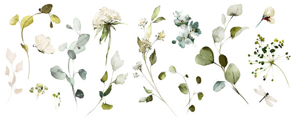 Set watercolor herbal elements of wild  flowers, leaves, branches, Botanic  illustration isolated on white background.  eucalyptus © lisima