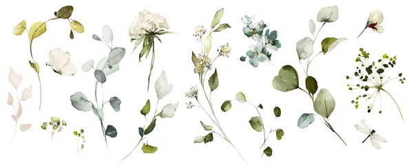 Foto op Plexiglas Set watercolor herbal elements of wild  flowers, leaves, branches, Botanic  illustration isolated on white background.  eucalyptus © lisima