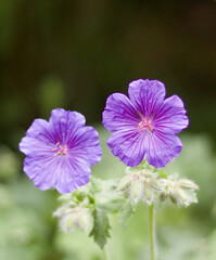 Two purple geranium flowers against blurred background with copy space