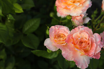 Beautiful blooming coral roses on bush outdoors, closeup. Space for text