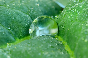  Large beautiful drops of transparent rain water on a green leaves. Green leaf with drops of water on a blurred natural background. Macro. Shallow depth of field