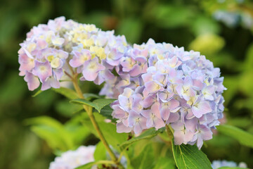 Blue Hortensia (hydrangea) in the garden.
