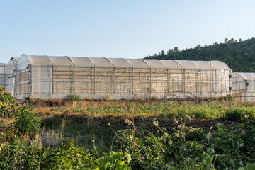 Fototapeta na wymiar Close-up of a greenhouse, on a sunny morning.