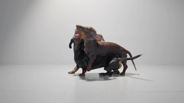 Dogs are running to each other from the opposite sides of the frame and start enjoying the game. Chocolate brown and black dachshund young dog. Studio white background high quality video.
