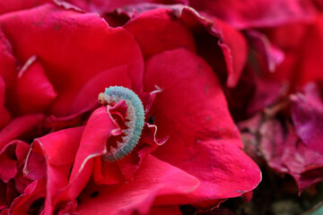 Caterpillars that attacked ornamental species of garden rose.