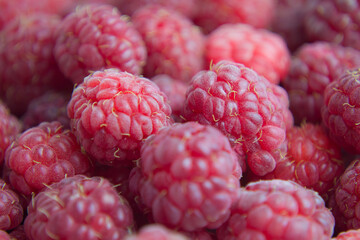 Many fresh red raspberries making beautiful background