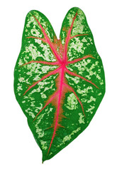 caladium bicolor leaf isolated on white background