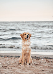 Happy golden retriever on the sand beach