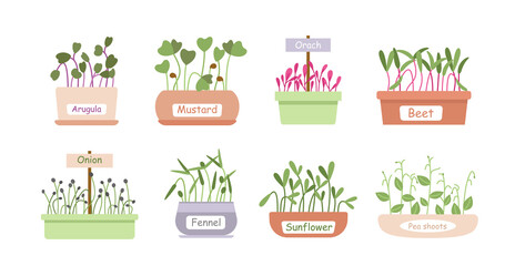 Micro greens sprouts food vector illustration set. Cartoon fresh organic sprouted plants, baby greens or microgreens growing in home garden pot boxes for salad menu, superfood leaf isolated on white