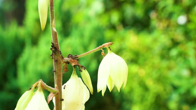 Group of small hard working ants on jukka (yucca) flower during sunny summer day in the garden.