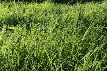 weed in the park