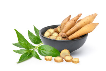 Finger root with Fresh Andrographis paniculata leaf isolated on white background.