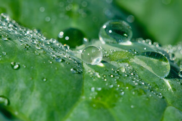 Green leaf with drops of water on a blurred natural background. Large beautiful drops of transparent rain water on a green leaves. Macro. Shallow depth of field