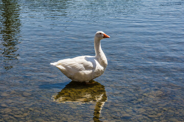 White Duck On River In Summer