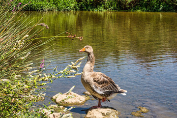 Brown Duck In A Zoo Pond. Zoology